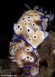 Portrait Study of mating Nudibanch's (Risbecia tyroni) Ta... by David Henshaw 